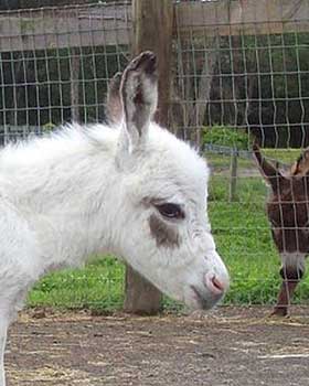 Critter Haven Farm Miniature Donkeys